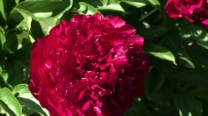 пион Orlando Roberts