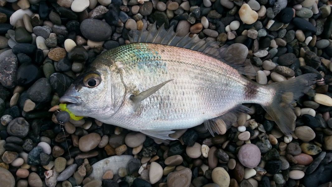 Рыбалка, ловим ласкиря, отводной поводок