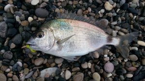 Рыбалка, ловим ласкиря, отводной поводок