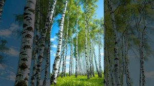 Песня "Россия - Родина моя"