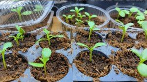 Для чего мы режем кассеты перед посевом семян- коротко.