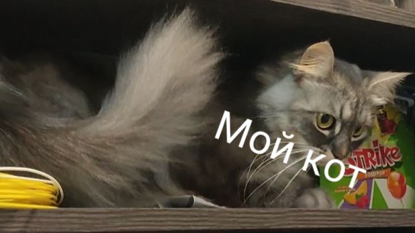 Котик мой