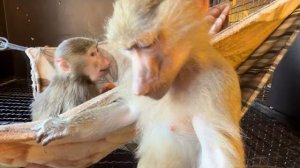 Я пришла к Люсиной банде и отсадила  Анфису с Манечкой в отдельный вольер😁