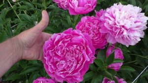 пион Princess Margaret