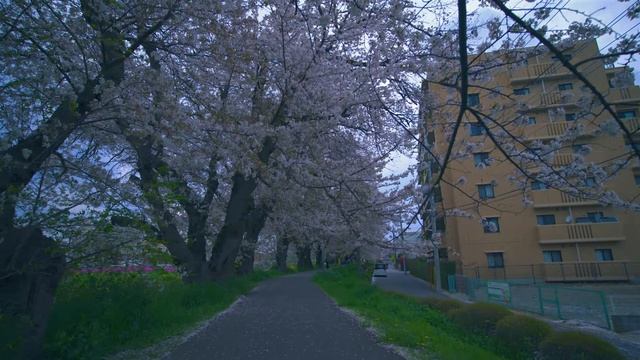 Tokyo Spring Drive ⁄ Cherry Blossoms & Riverside Calm 🌸 ⁄ 8K 60fps ⁄ Ambient-only (2160p_60fps_AV1-
