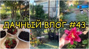🏡 ДАЧНЫЙ ВЛОГ #43: ДЕНЬ 2 /  ПРОДОЛЖАЕМ УСТАНАВЛИВАТЬ ЗАБОР / СОБИРАЕМ УРОЖАЙ / РАСЦВЕЛИ ЛИЛИИ