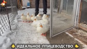 Идеальное птицеводство достойно восхищения 🐓🦆🦢🦚🦃🐔 эпизод (447)