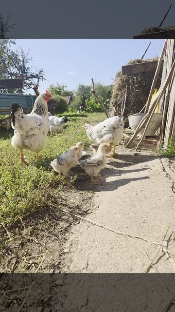 цыплята и куры.mp4