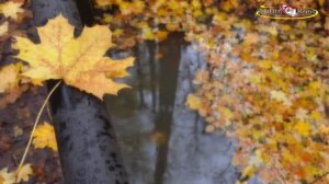 🍁🍂 Осень 🌺🦋🌺 "Жизнь Продолжается"  Саксофон🎷 после дождя🎵. Мир Природы 💞 The Natural World.
