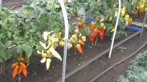 Выращивание перцев в открытом грунте