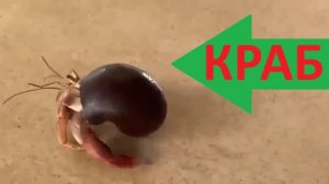 Как животные двигаются