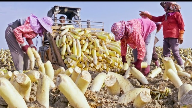 Традиционное производство консервированной редьки, массовое производство сушеной редьки. Тайвань смотреть онлайн