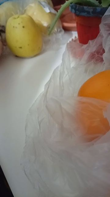 прогулка хомячка