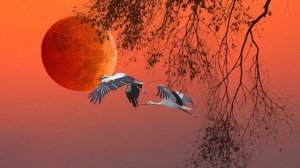 Журавлиный клин.