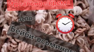 Как правильно варить Бейби осьминогов