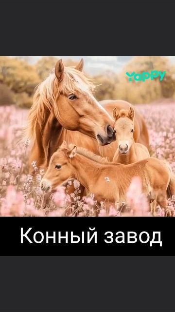 Конный завод