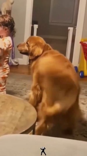 Собачки танцуют ,ух ты 🐩1000209808.mp4
