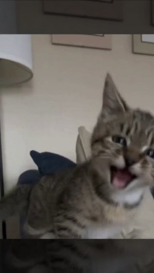 Котик вырос с собаками и поэтому гавкает