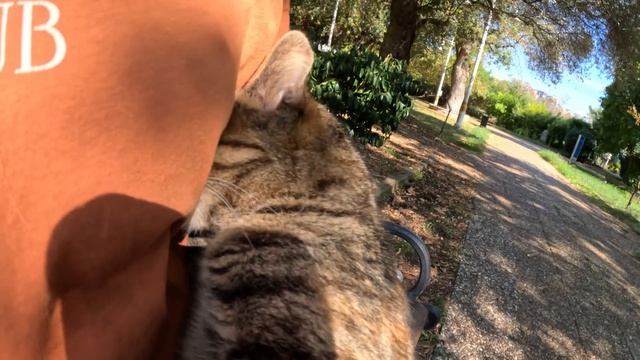 Бездомная кошка хочет, чтобы её держали на руках, как ребёнка смотреть онлайн