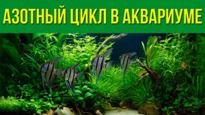 Что Такое АЗОТНЫЙ ЦИКЛ, и Почему Его Нет во Многих Аквариумах