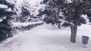 снег зима зимний лес VID_20260112_152555