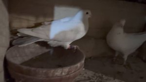 Племенные пары на 2026 год.🕊️