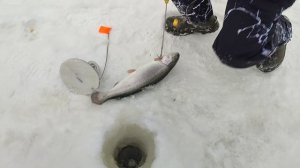 Форель на резину.