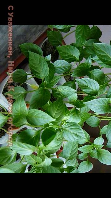 Торфяные таблетки выбераем по размеру