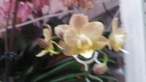 Цветение орхидей в январе 2026г., часть2.
