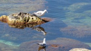 🎼. «Soul to Soul (Live)» - Let Babylon Burn