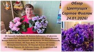 Обзор Цветущих Сортов Фиалок 24.01.2026!