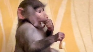 Люська БАНДИТКА, Жорик мастер маскировки, а Ангелина переживает за разрушения в доме)))