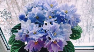 Фиалка РМ Голубой небосвод