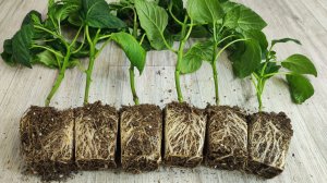 А ВЫ ЗНАЛИ что РАССАДА ТАКИМ СПОСОБОМ РАСТЕТ в 100 раз ЛУЧШЕ