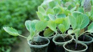 Четкие сроки посева капусты на рассаду для любого региона