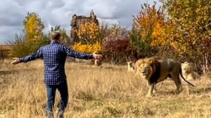 ВЫ ХОТЕЛИ ВИДЕТЬ- ПОКАЗЫВАЕМ! Олег Зубков идёт к своим львам!