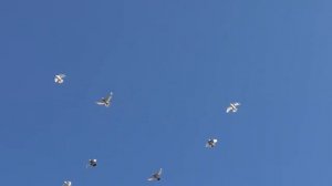 Полёт. Посадка. Бойные голуби.