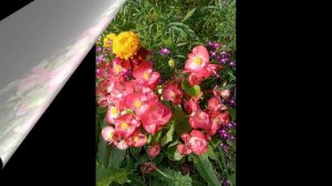 ВЫБИРАЮ СОРТА БЕГОНИИ ВЕЧНОЦВЕТУЩЕЙ.