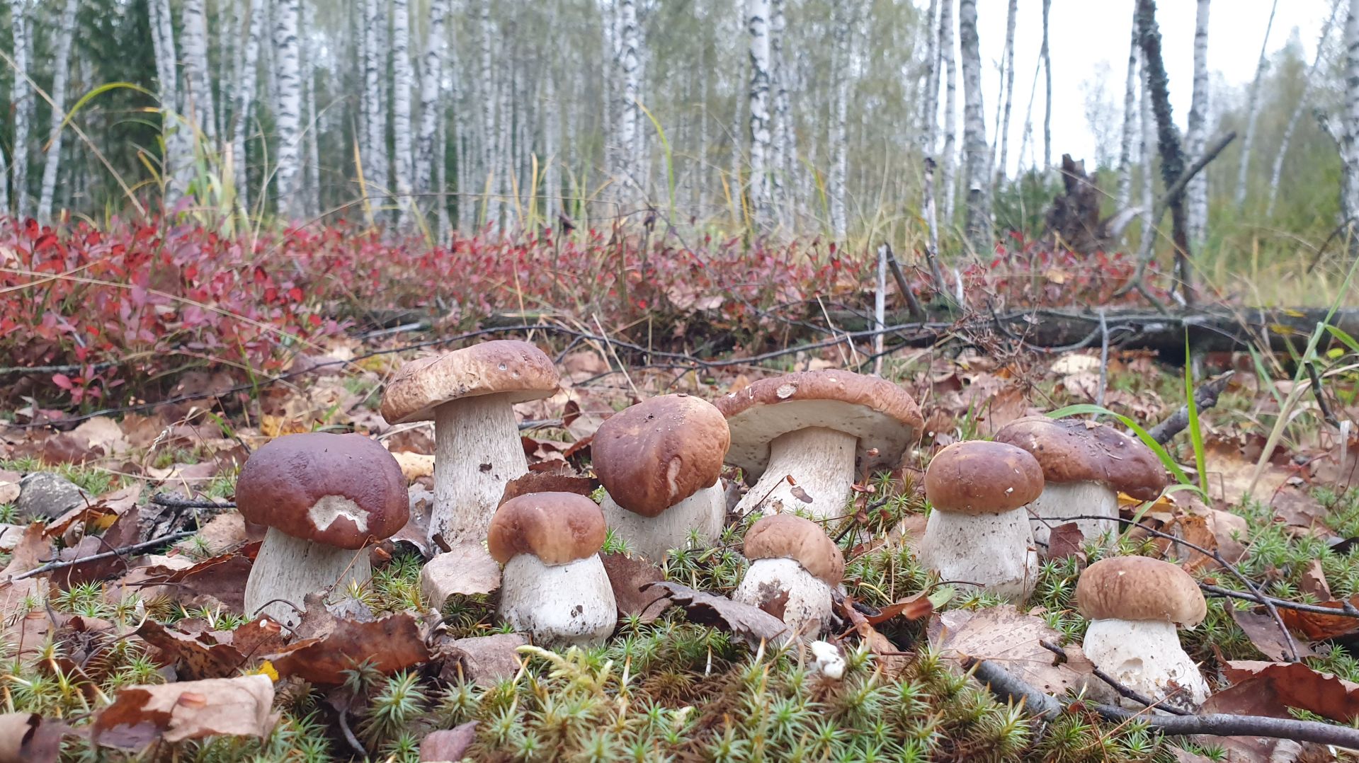 ГРИБНИК НЕ ОЖИДАЛ ! ГРИБ ПИРАТ ! ОСЕННИЕ БЕЛЫЕ ГРИБЫ КРАСАВЦЫ ! смотреть онлайн