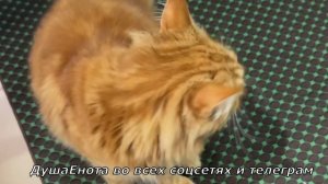 Цветочек наш Северный