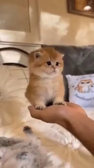 VID-20240918-WA0000.mp4 смотреть онлайн