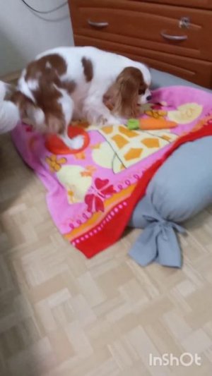 Сколько Белле понадобится секунд чтобы найти вкусняшку?