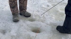 Поимки форели на запуске