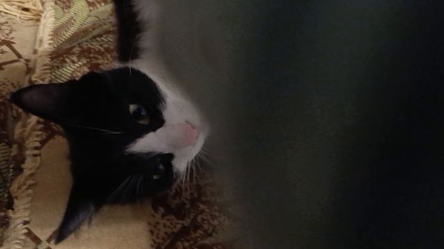 Мухаморчик сладенький смотреть онлайн