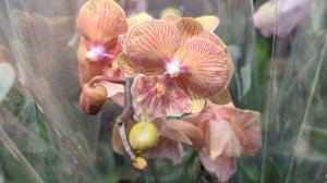 24-01-2026.Орхидеи и другие цветы в Лемана про..на  Коломяжском пр.Спб.