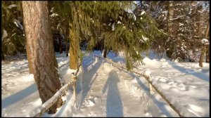 Участки в окружении леса 💚🌲