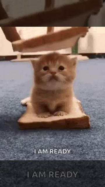 VID-20240918-WA0003.mp4 смотреть онлайн