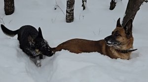 Белая дорога, погибшая теплица и тема массажа