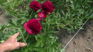 Пион Jean E Bockstoce