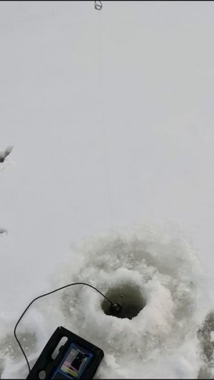 ЭТА ПРИМАНКА МЕНЯ НЕ ПОДВОДИТ ПО СУДАКУ